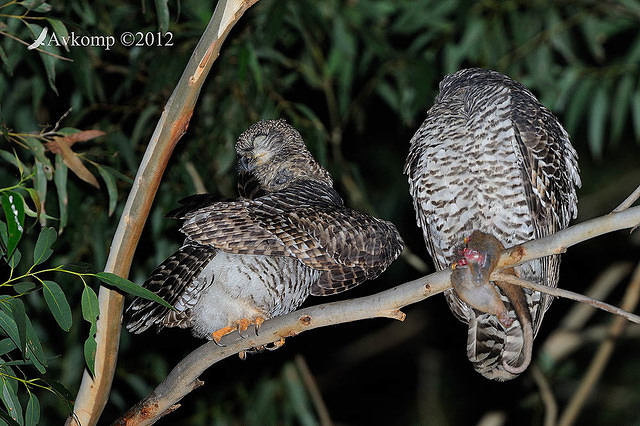 powerful owl 2211