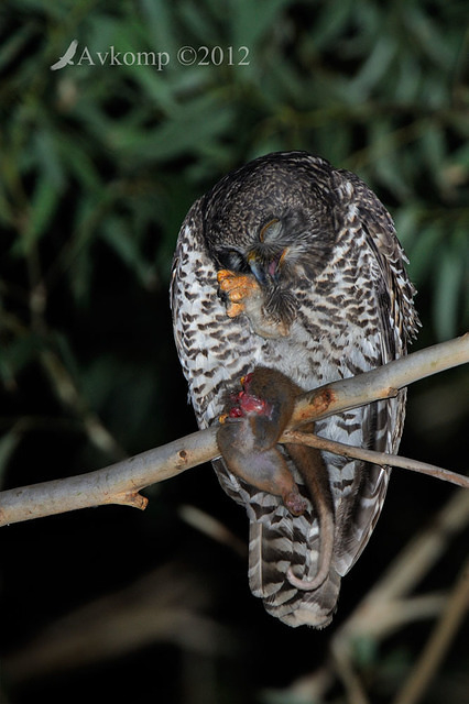 powerful owl 2213