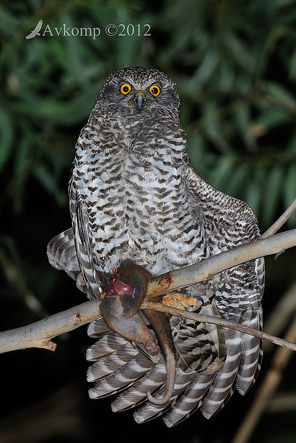 powerful owl 2214