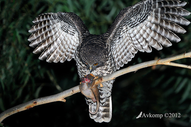 powerful owl 2215