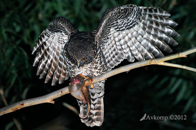 powerful owl 2216