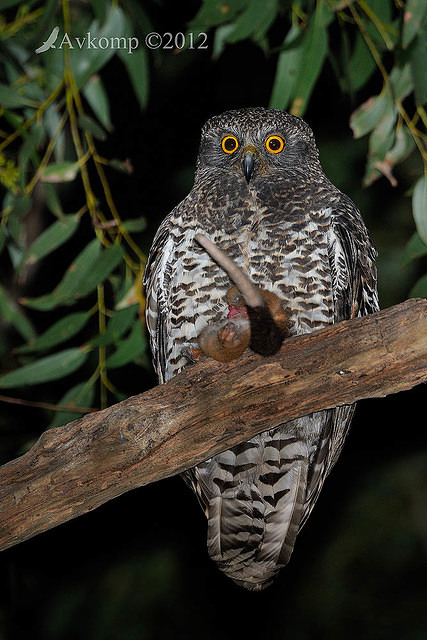 powerful owl 2225