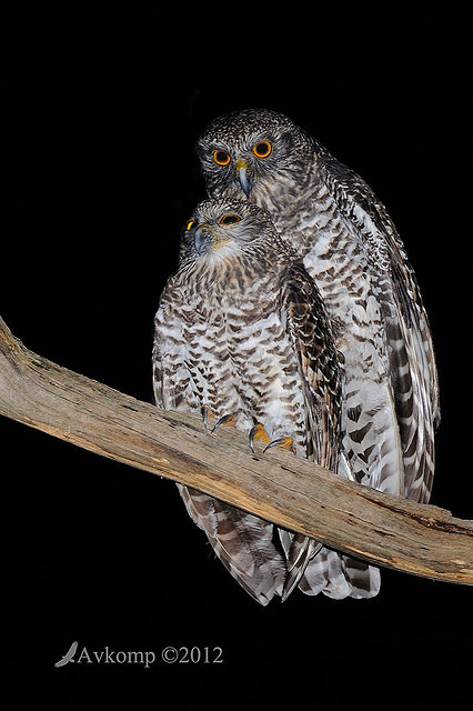 powerful owl 2227