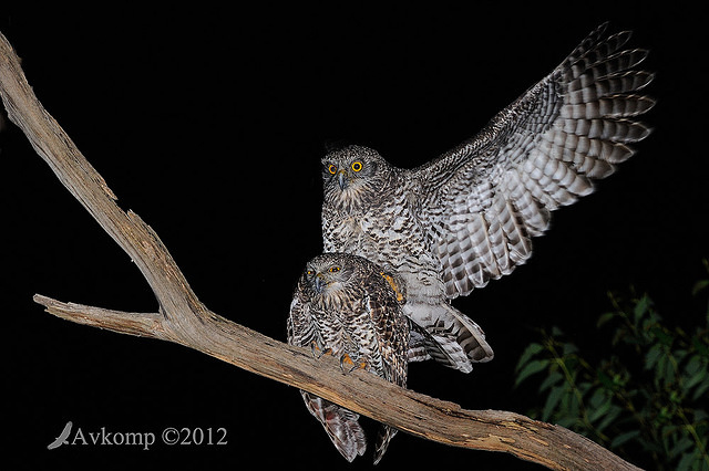 powerful owl 2230