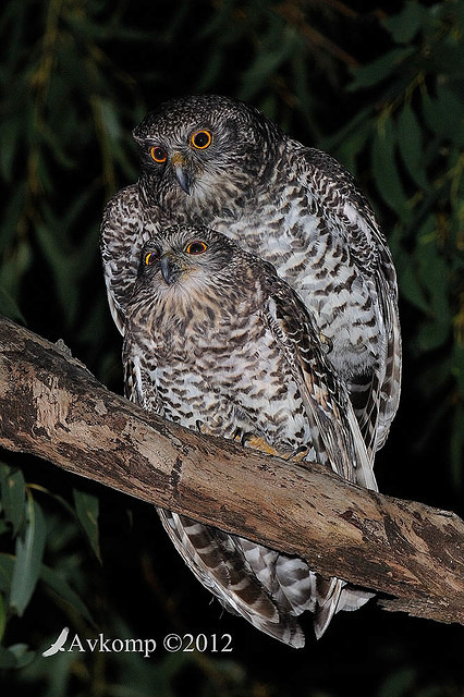 powerful owl 2239