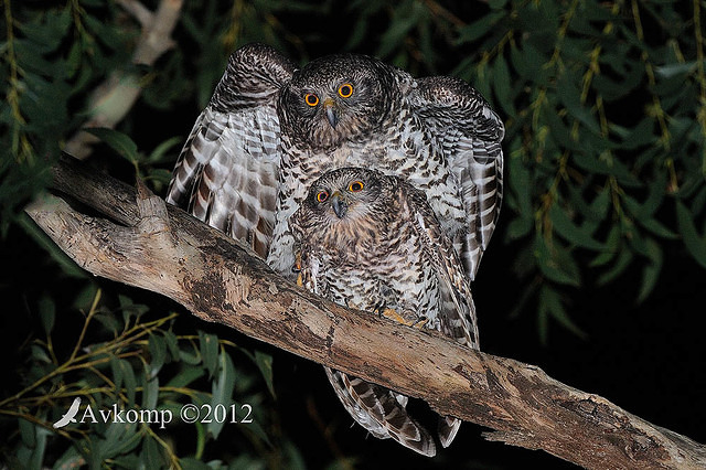 powerful owl 2240