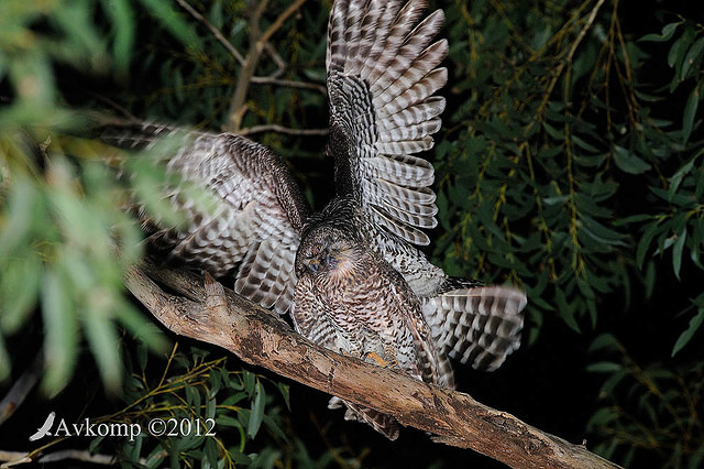 powerful owl 2241