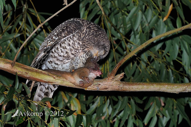 powerful owl 2249