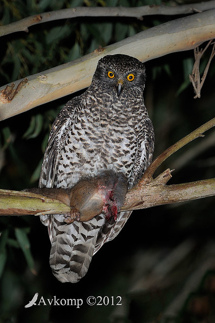 powerful owl 2252