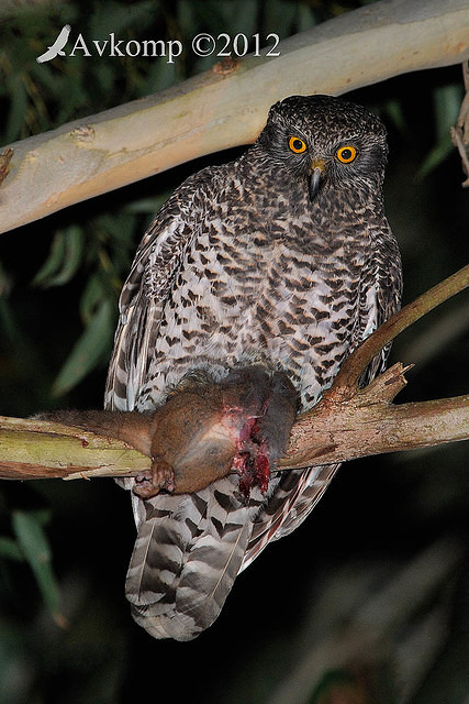 powerful owl 2253