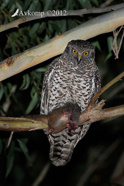 powerful owl 2254