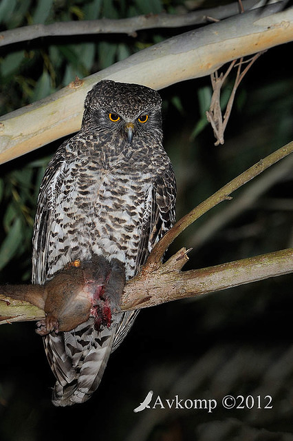 powerful owl 2265