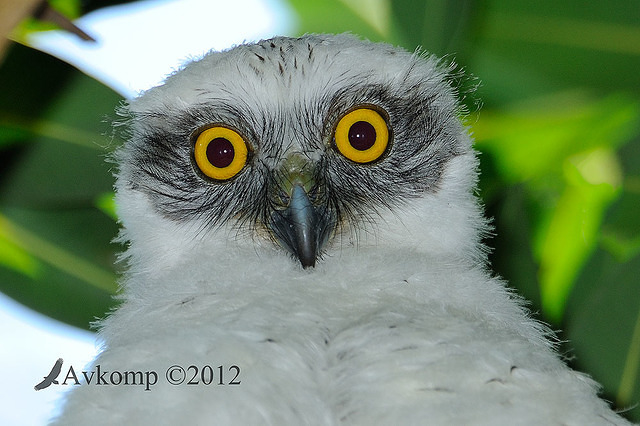 powerful owl 3995