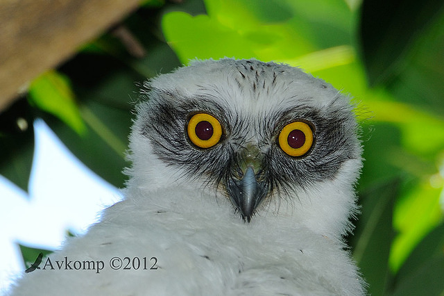 powerful owl 3997