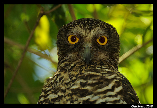 powerful owl 4878c