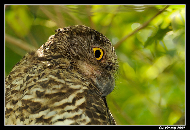 powerful owl 4884 cropped 