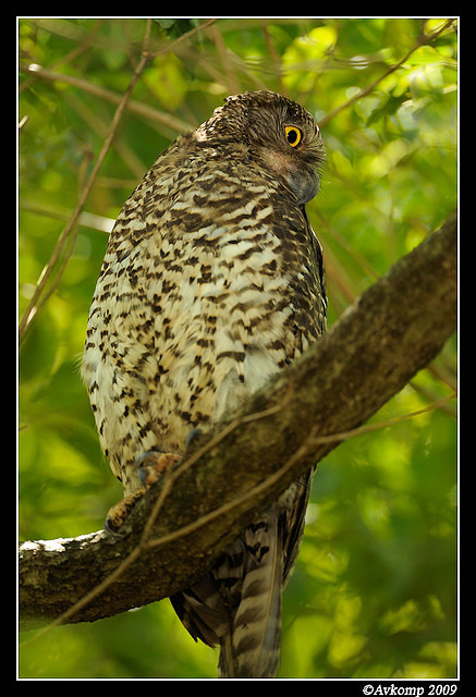 powerful owl 4884