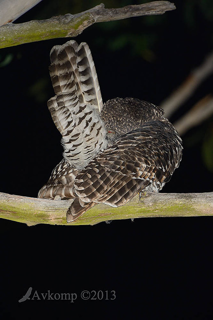 powerful owl 7217