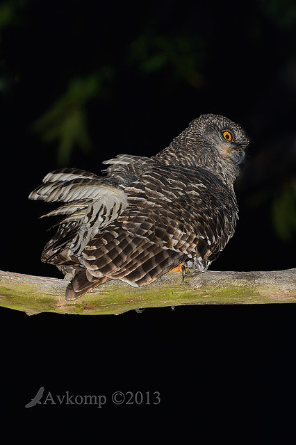 powerful owl 7218