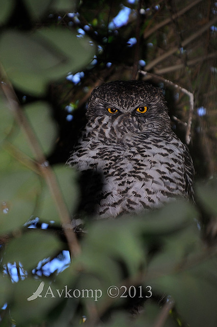 powerful owl 7275