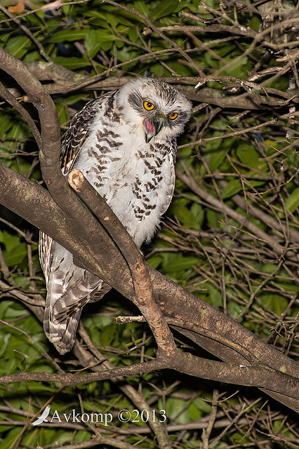 powerful owl 10379