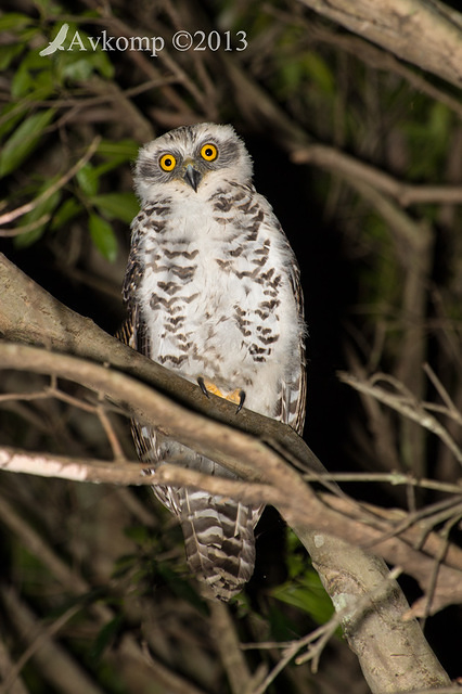 powerful owl 10392