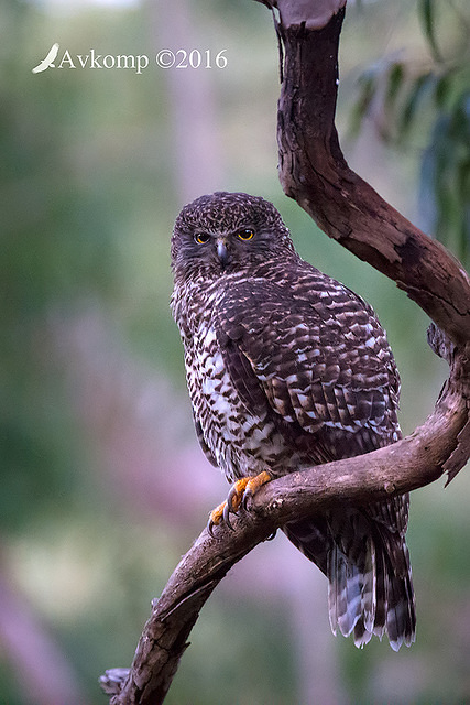 powerful owl 10451