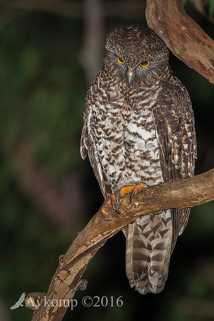 powerful owl 10462