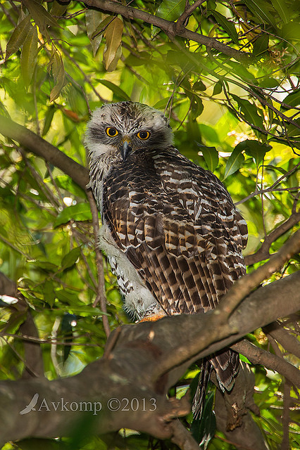 powerful owl 10513