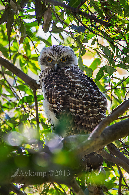 powerful owl 10518