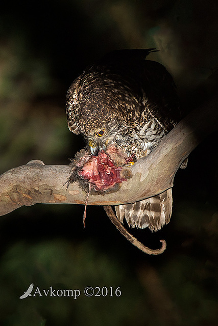 powerful owl 10663