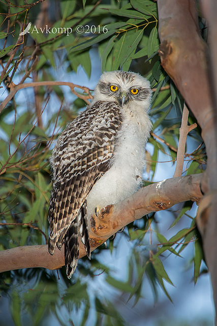 powerful owl 11335