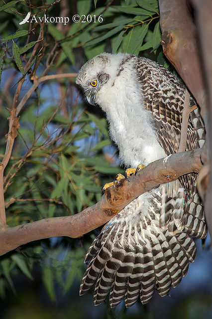 powerful owl 11341