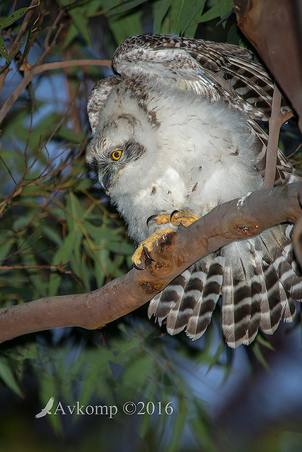 powerful owl 11342