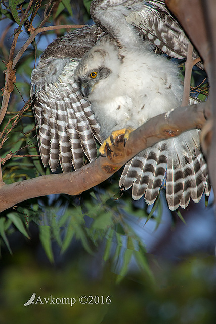 powerful owl 11343