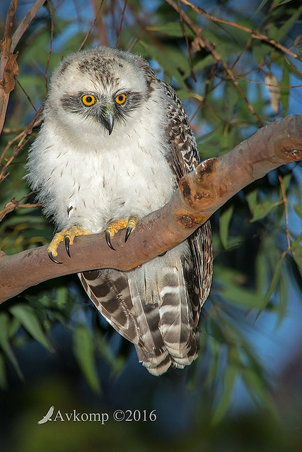 powerful owl 11345