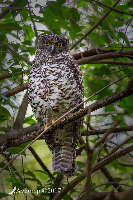 powerful owl 13380