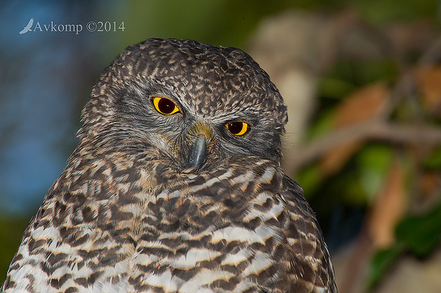 powerful owl 13695