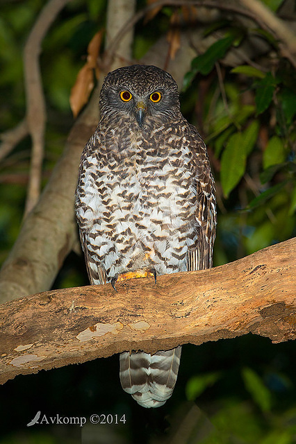 powerful owl 13712