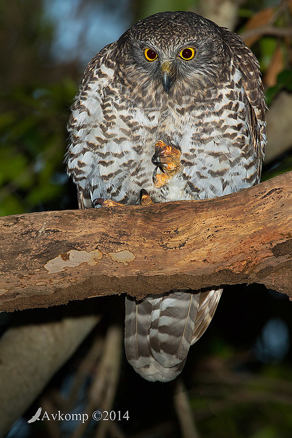 powerful owl 13727