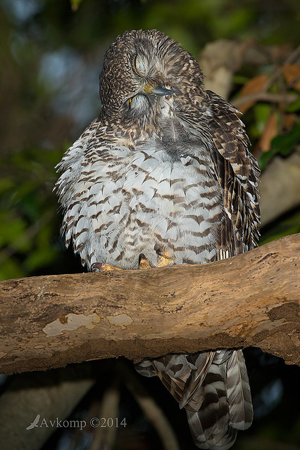 powerful owl 13729