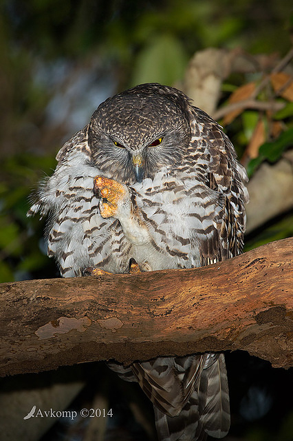 powerful owl 13733