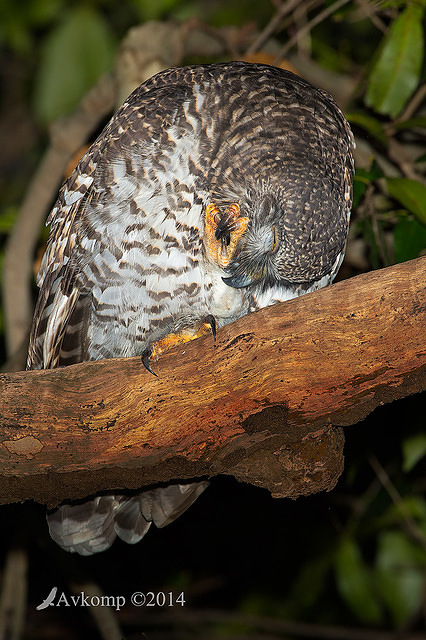 powerful owl 13741