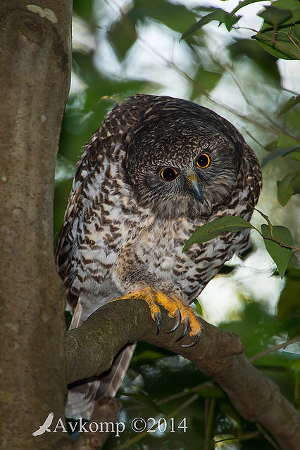 powerful owl 14001