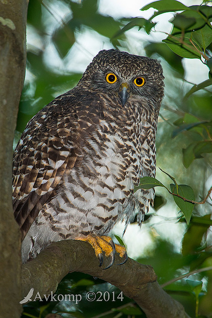 powerful owl 14004