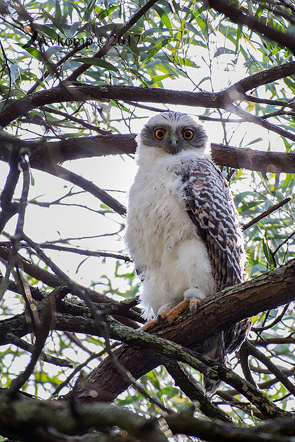 powerful owl 14695