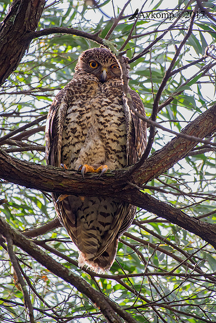 powerful owl 14702