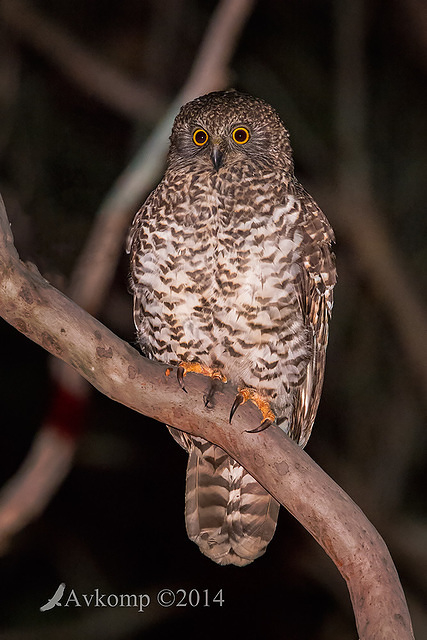 powerful owl 16598