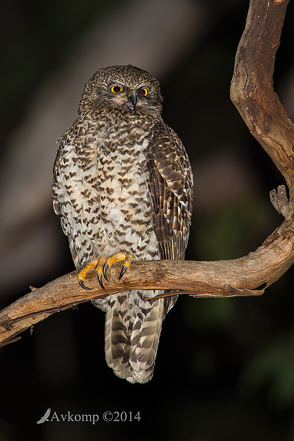 powerful owl 16751