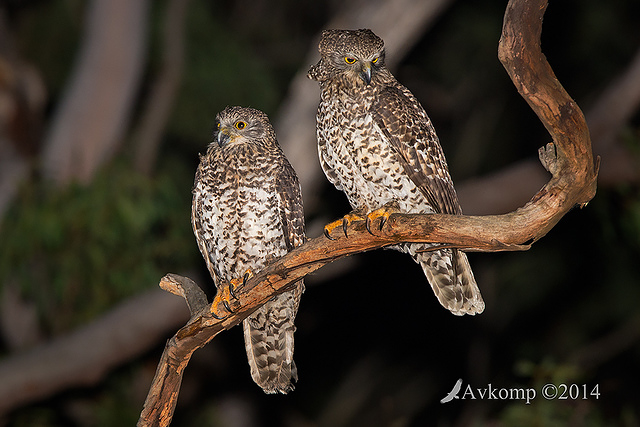 powerful owl 16765